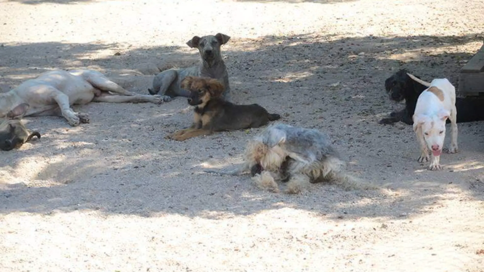 Consideran vetar Ley de Animales, recién aprobada